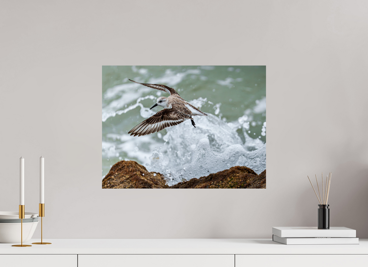 20 x 15″, Glossy Print (Unframed) A Sanderling and the Ocean