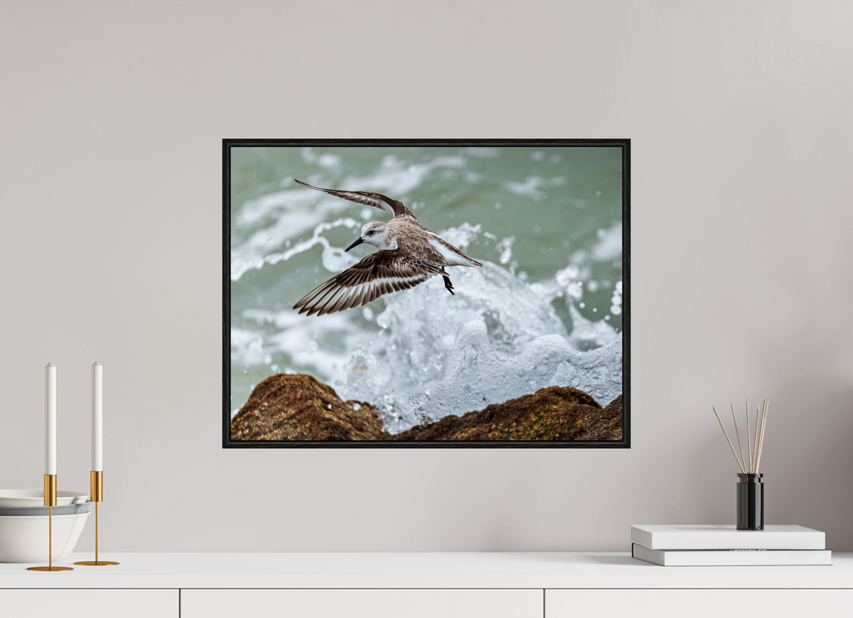 20 x 15″, Acrylic under Glass (Framed) A Sanderling and the Ocean