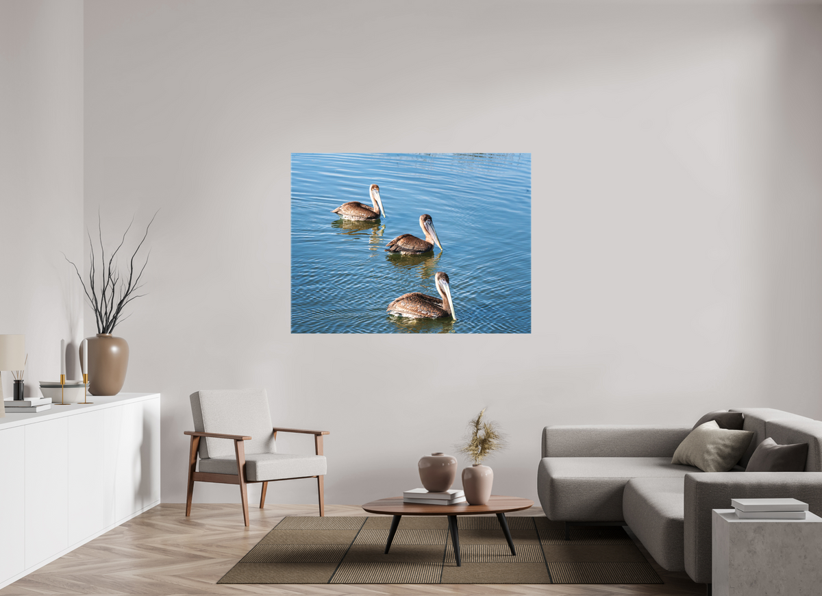 60 x 45″, Canvas Print Triple Brown Pelican