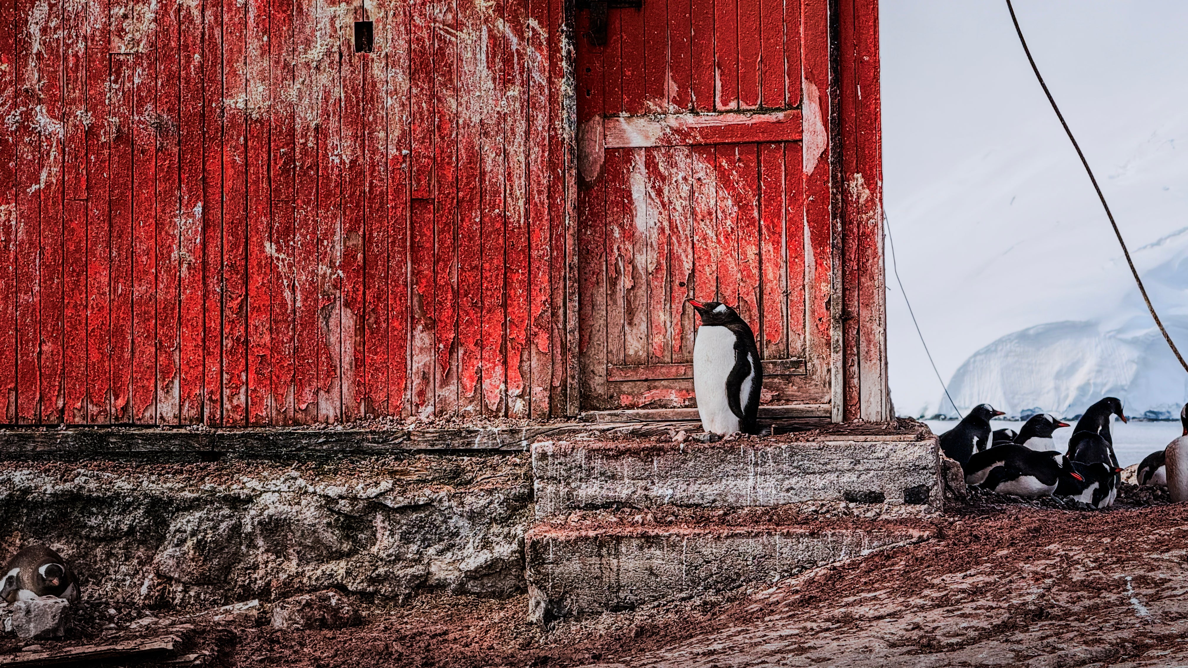 Penguins near a red building with icebergs in the background