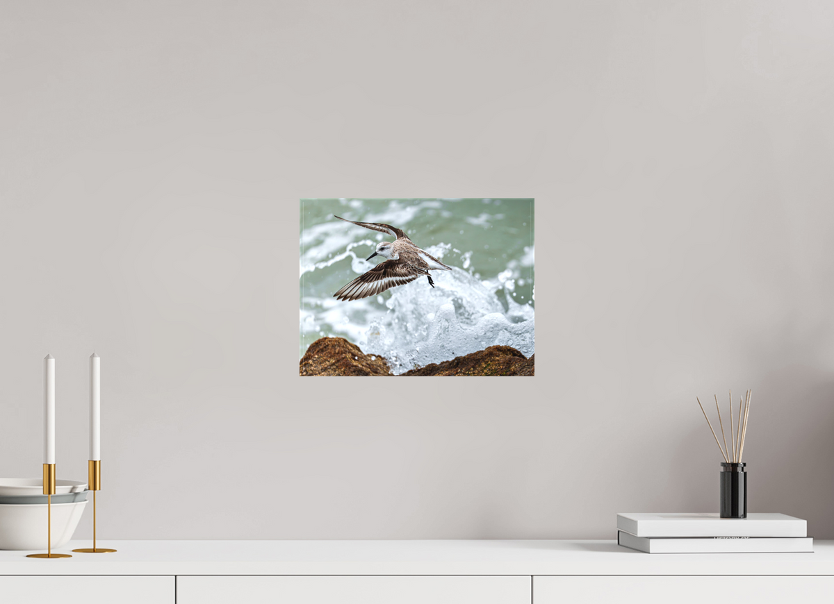 12 x 9″, Canvas Print A Sanderling and the Ocean