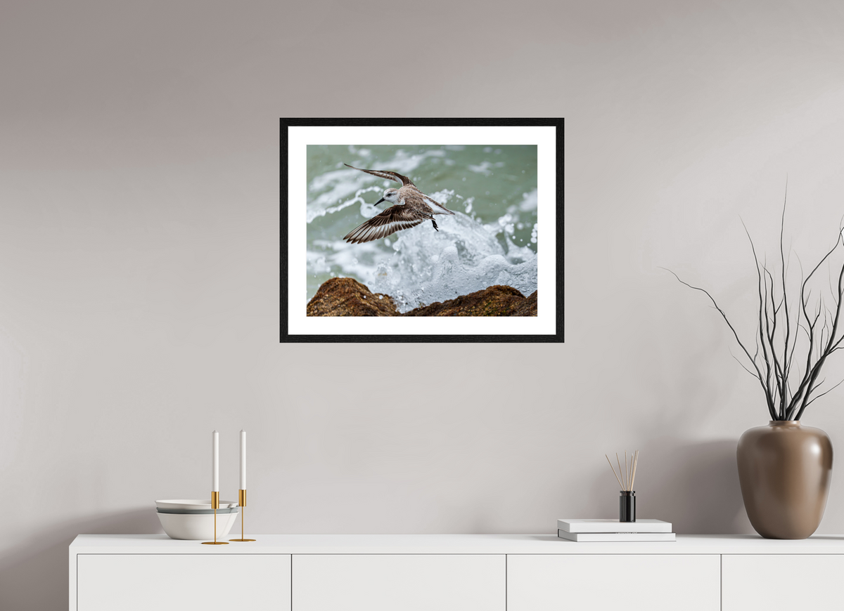 24 x 18″, Glossy Print (Framed) A Sanderling and the Ocean