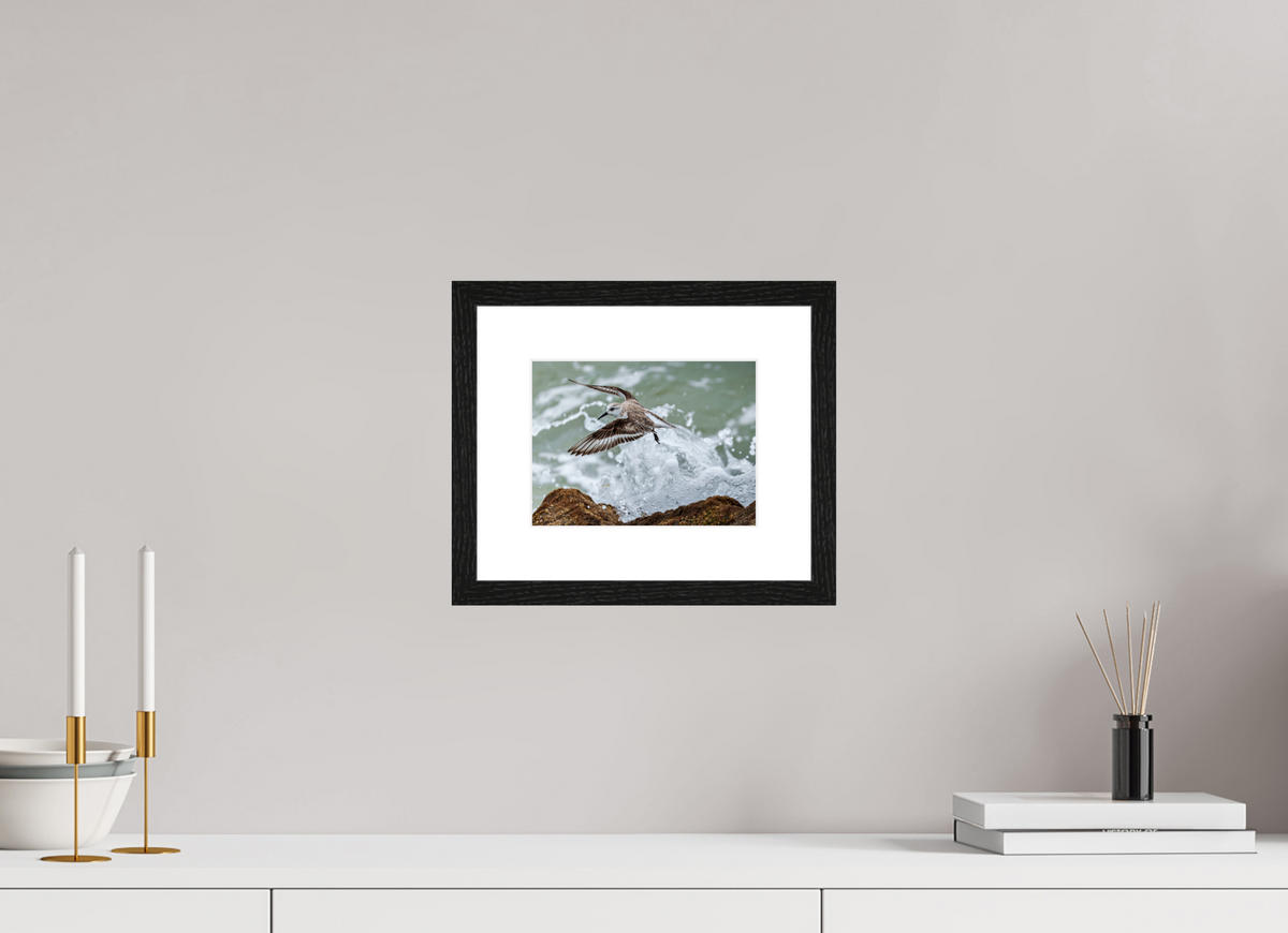 8 x 6″, Glossy Print (Framed) A Sanderling and the Ocean