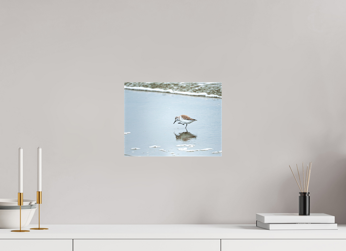 12 x 9″, Canvas Print A Sanderling Scratch
