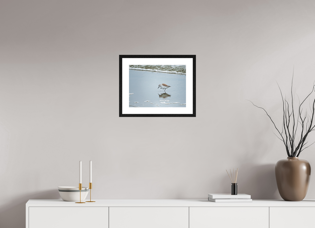 16 x 12″, Glossy Print (Framed) A Sanderling Scratch