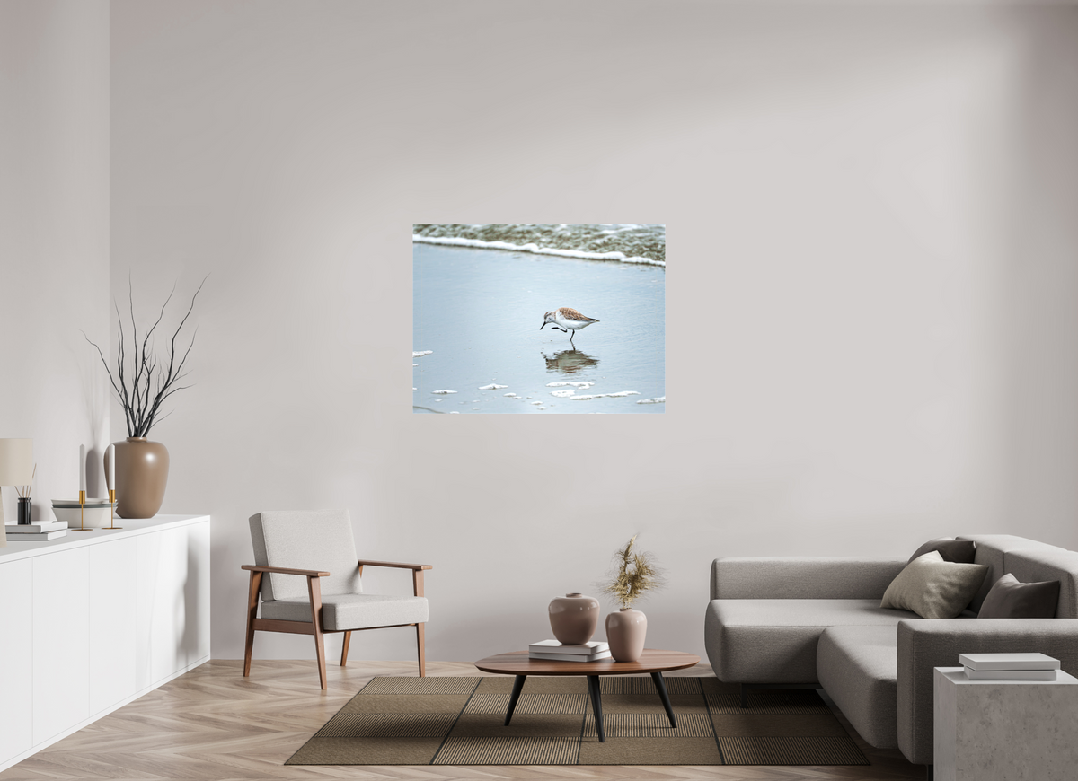 48 x 36″, Canvas Print A Sanderling Scratch