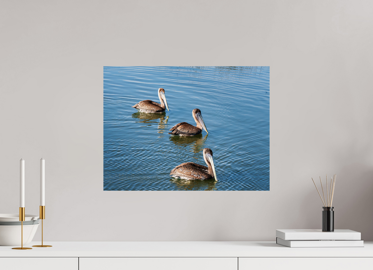20 x 15″, Glossy Print (Unframed) Triple Brown Pelican
