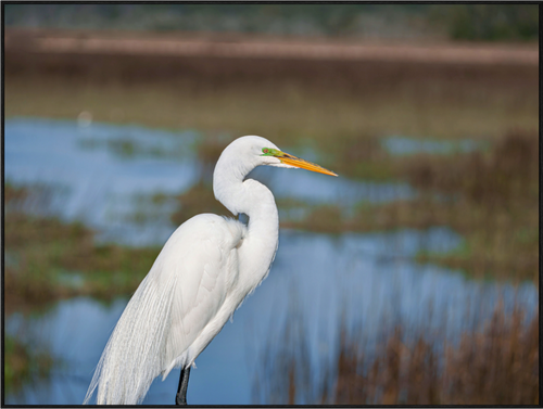 Main image A Great Egret