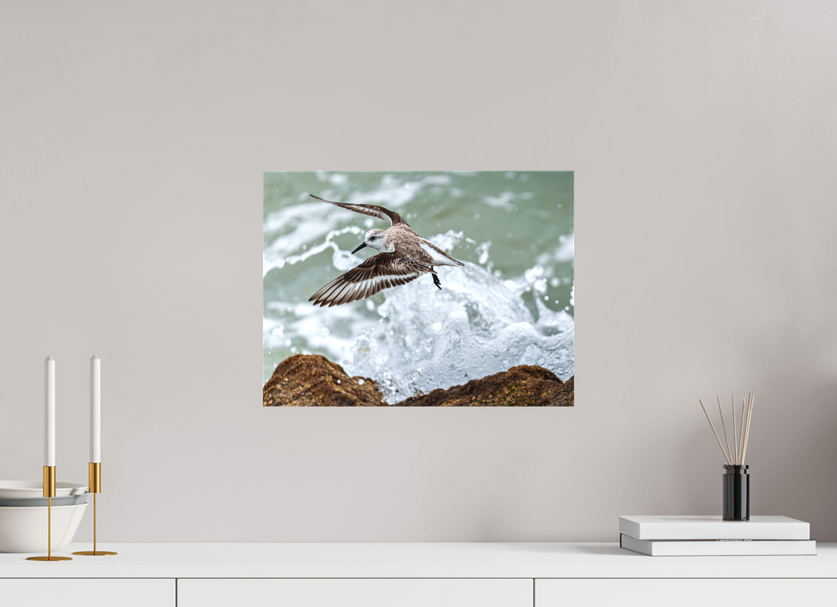 16 x 12″, Canvas Print A Sanderling and the Ocean