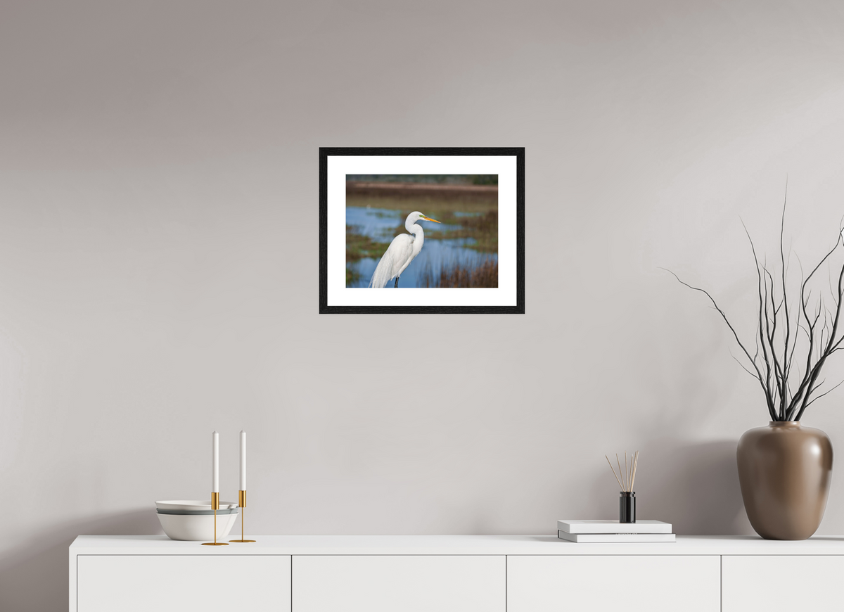 16 x 12″, Glossy Print (Framed) A Great Egret