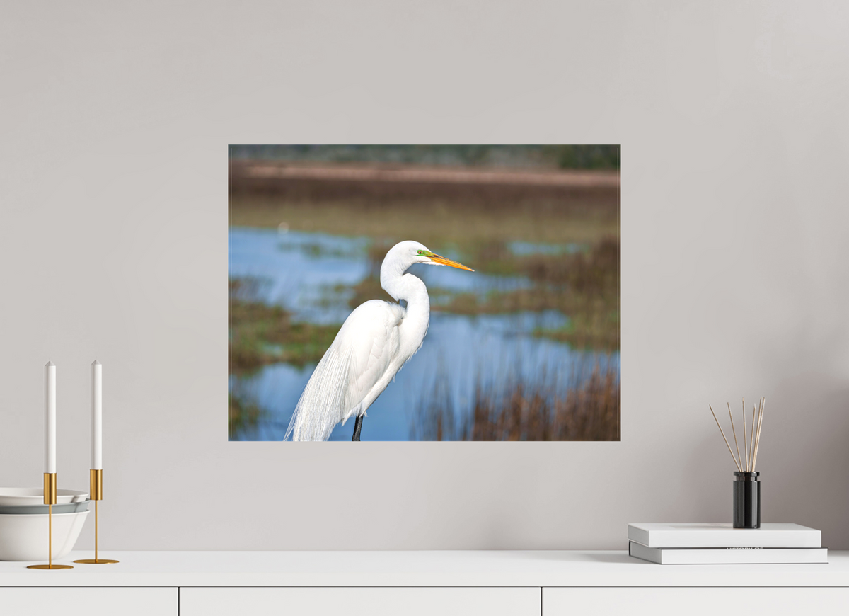 20 x 15″, Canvas Print A Great Egret
