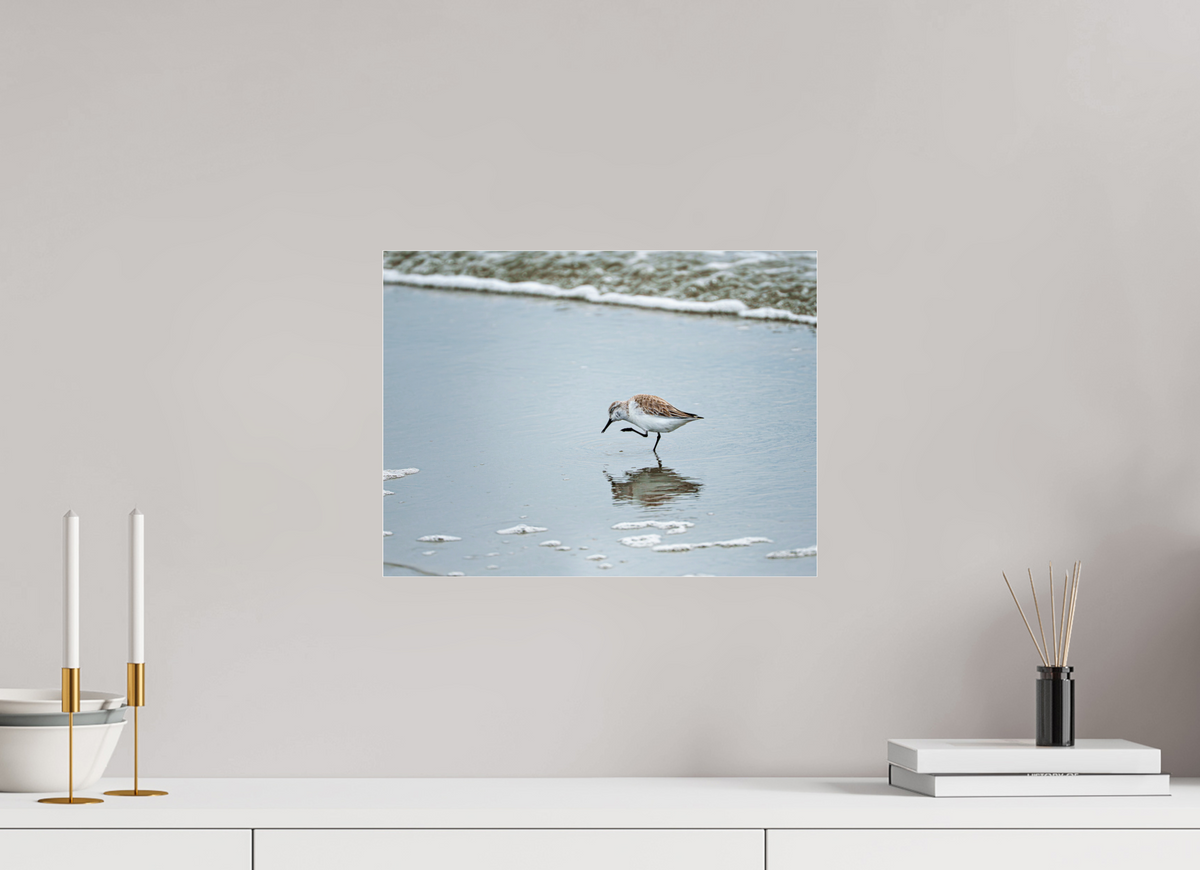 16 x 12″, Acrylic under Glass (Unframed) A Sanderling Scratch