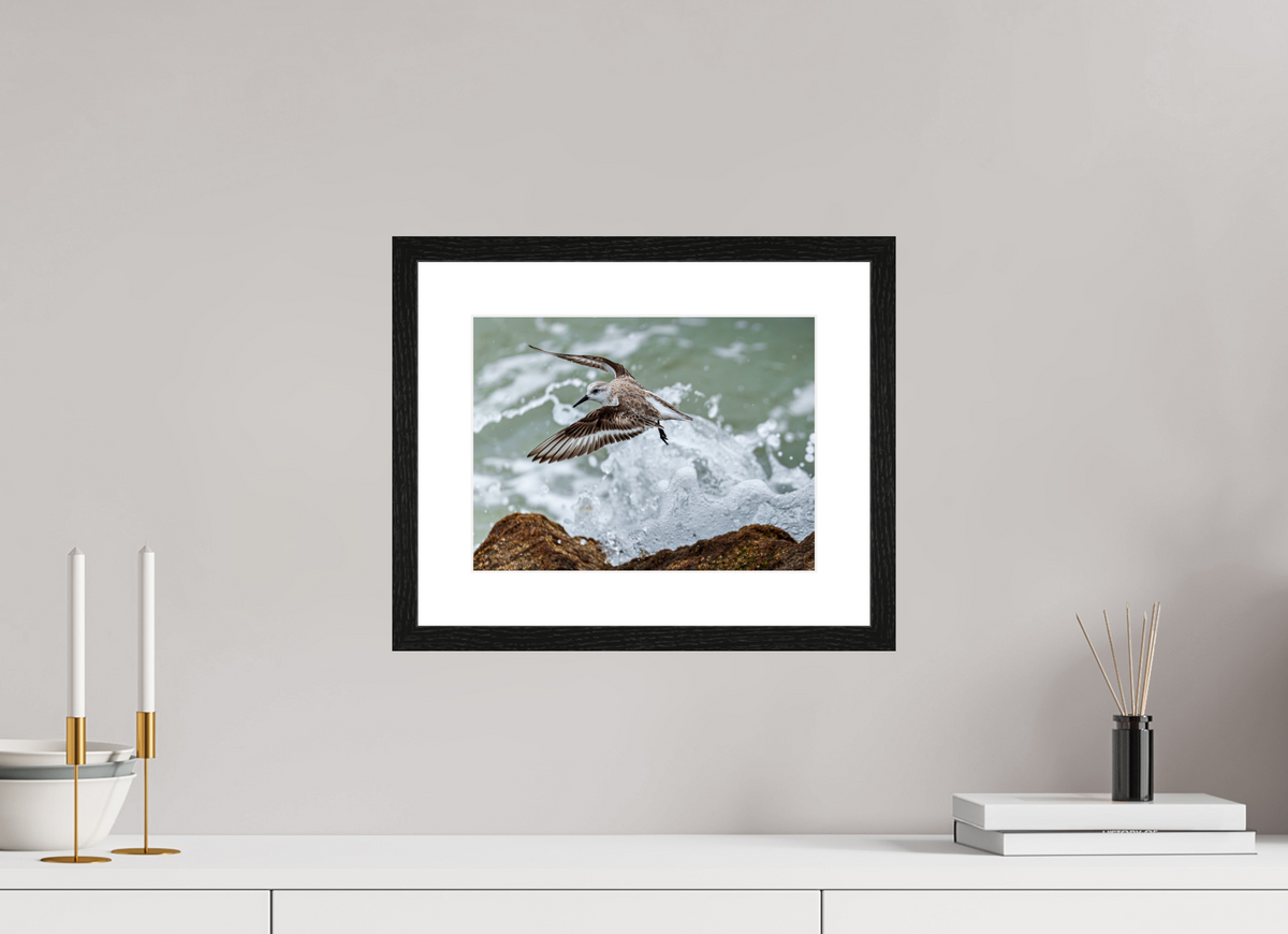 12 x 9″, Glossy Print (Framed) A Sanderling and the Ocean