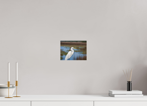8 x 6″, Glossy Print (Unframed) A Great Egret