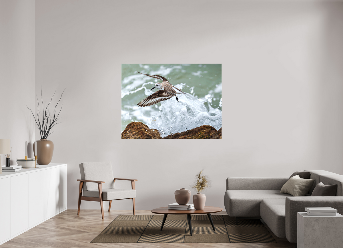 60 x 45″, Canvas Print A Sanderling and the Ocean