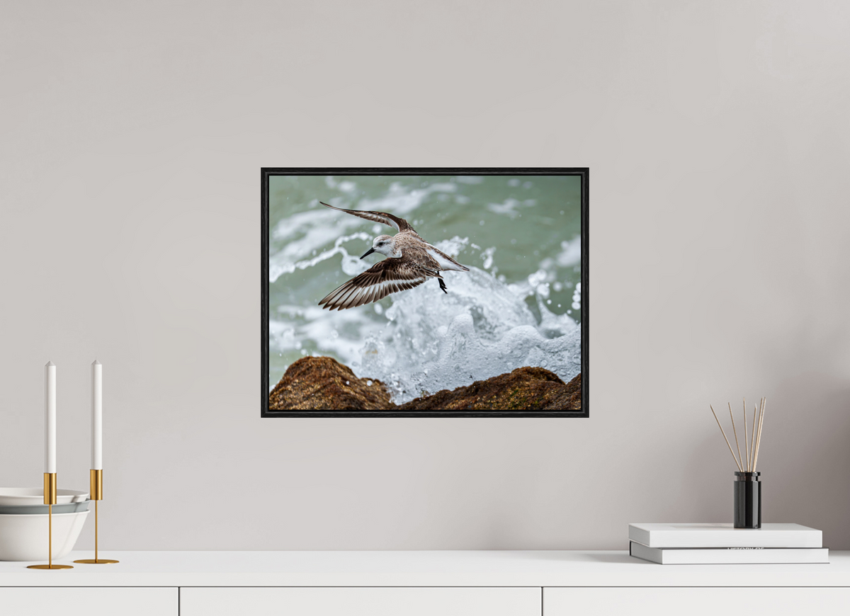 16 x 12″, Acrylic under Glass (Framed) A Sanderling and the Ocean