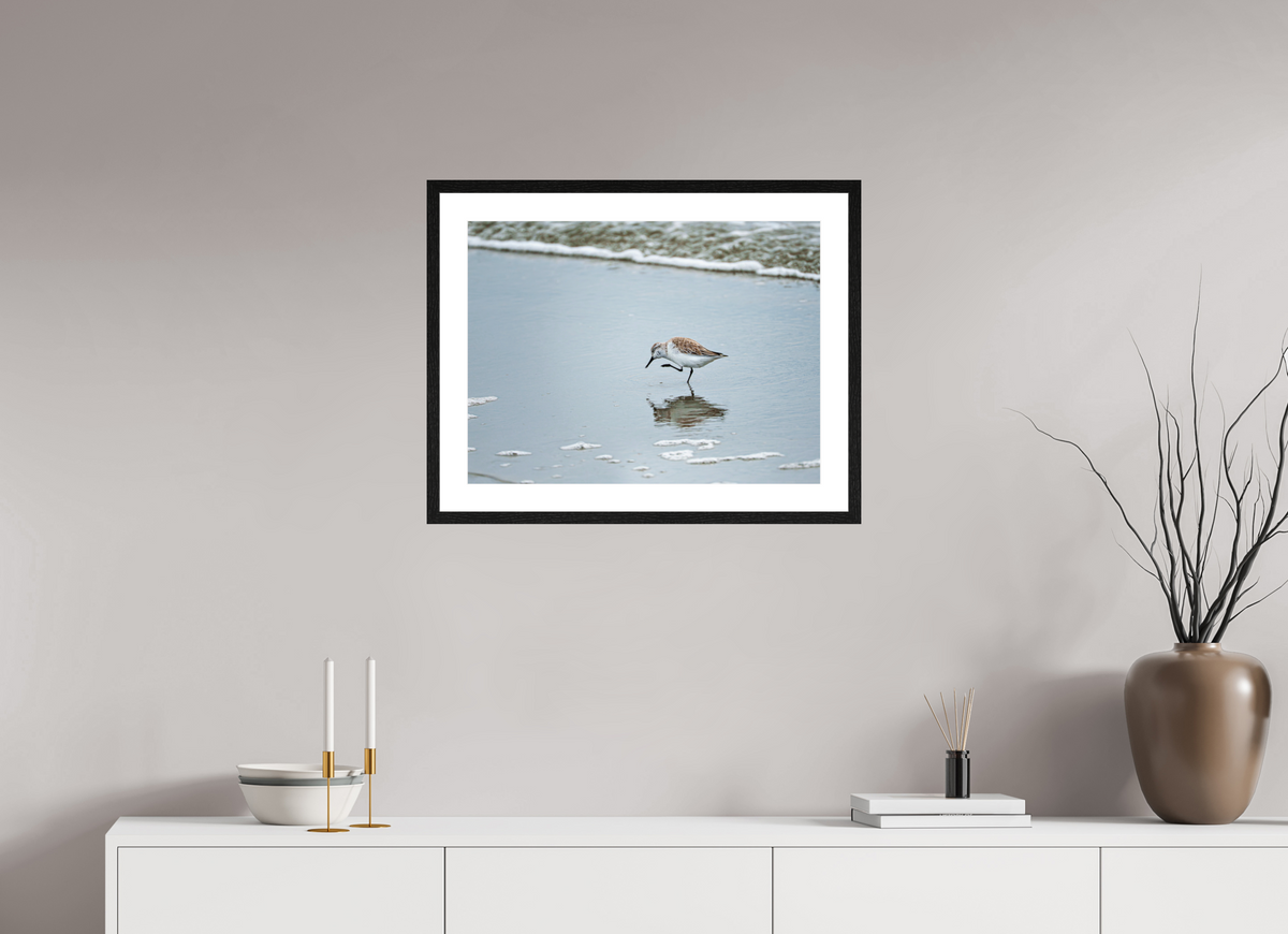 24 x 18″, Glossy Print (Framed) A Sanderling Scratch