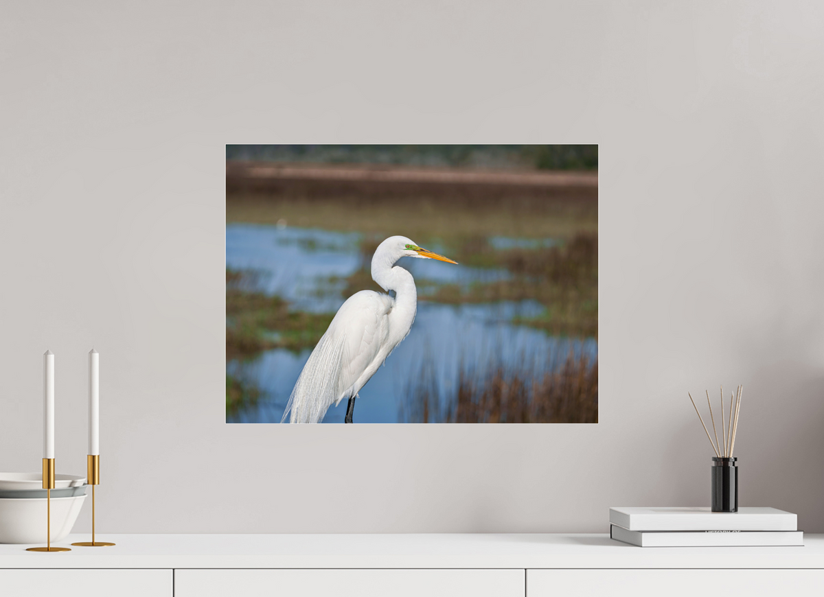 20 x 15″, Acrylic under Glass (Unframed) A Great Egret