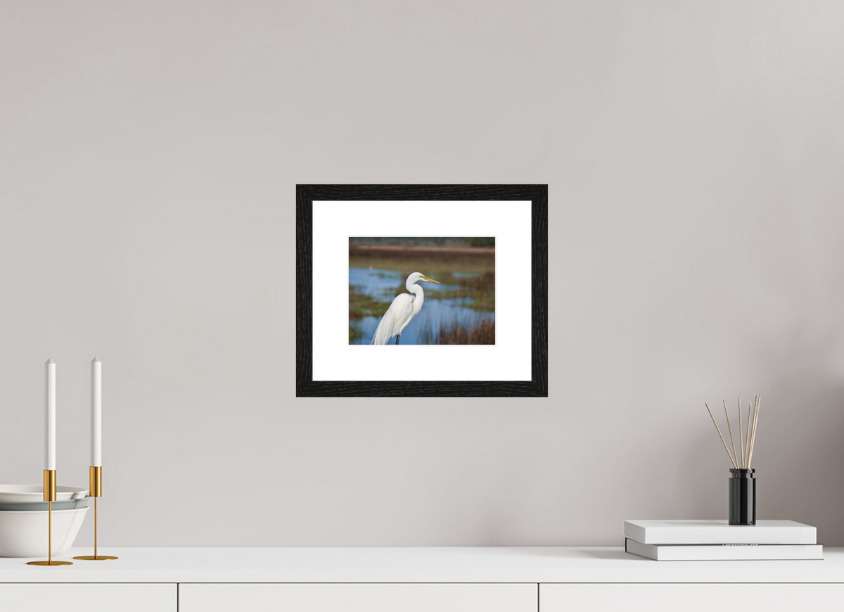 8 x 6″, Glossy Print (Framed) A Great Egret