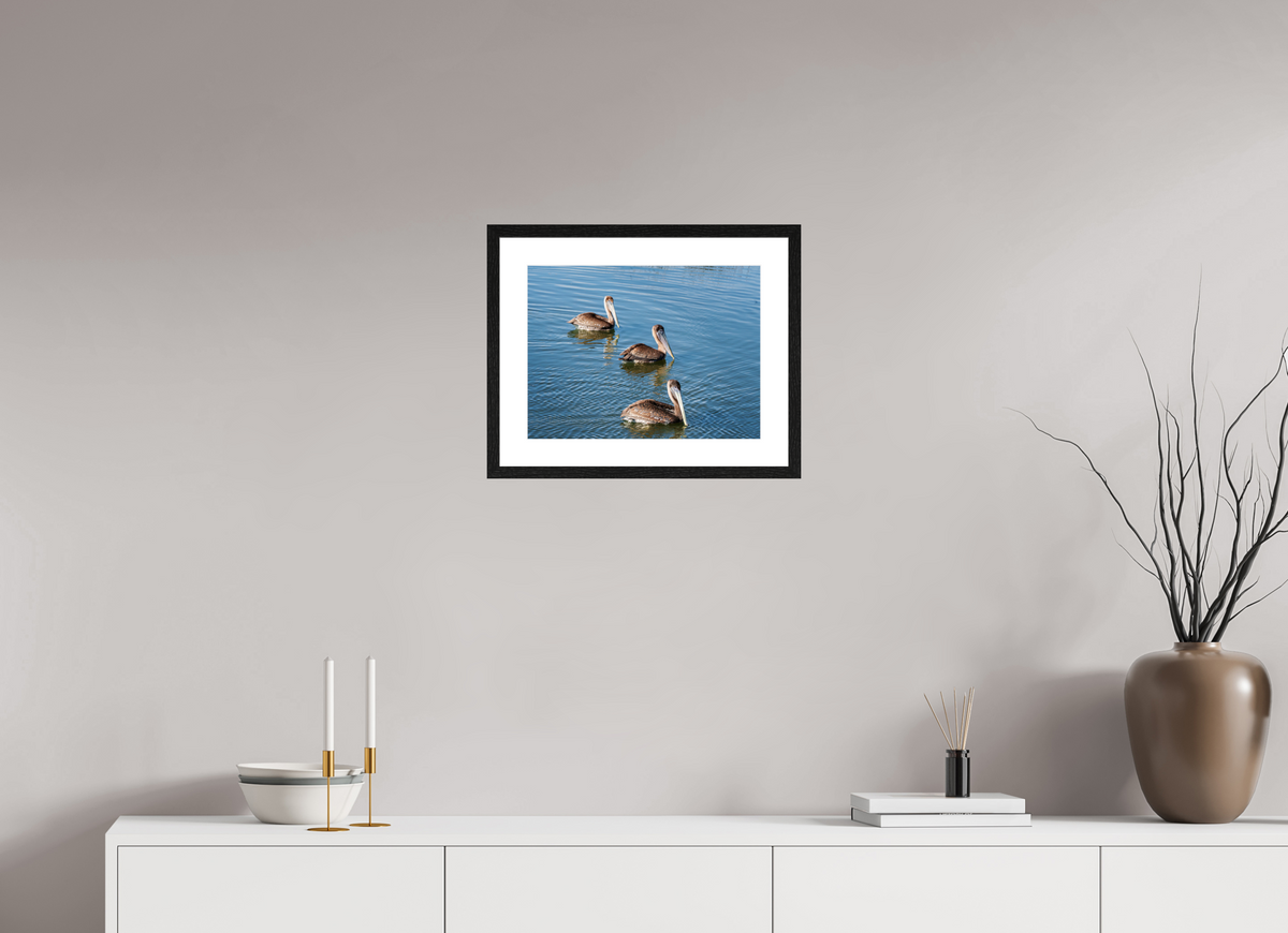 16 x 12″, Glossy Print (Framed) Triple Brown Pelican
