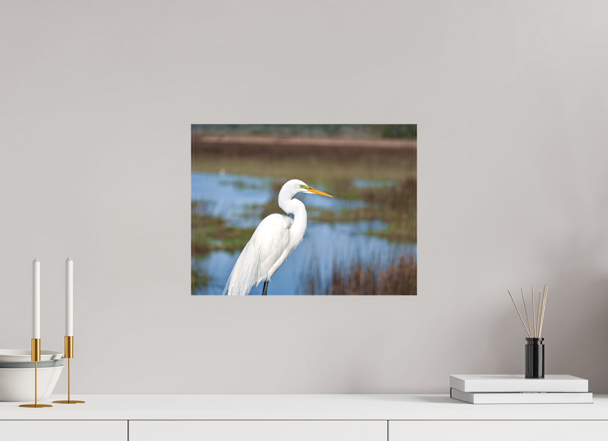16 x 12″, Canvas Print A Great Egret