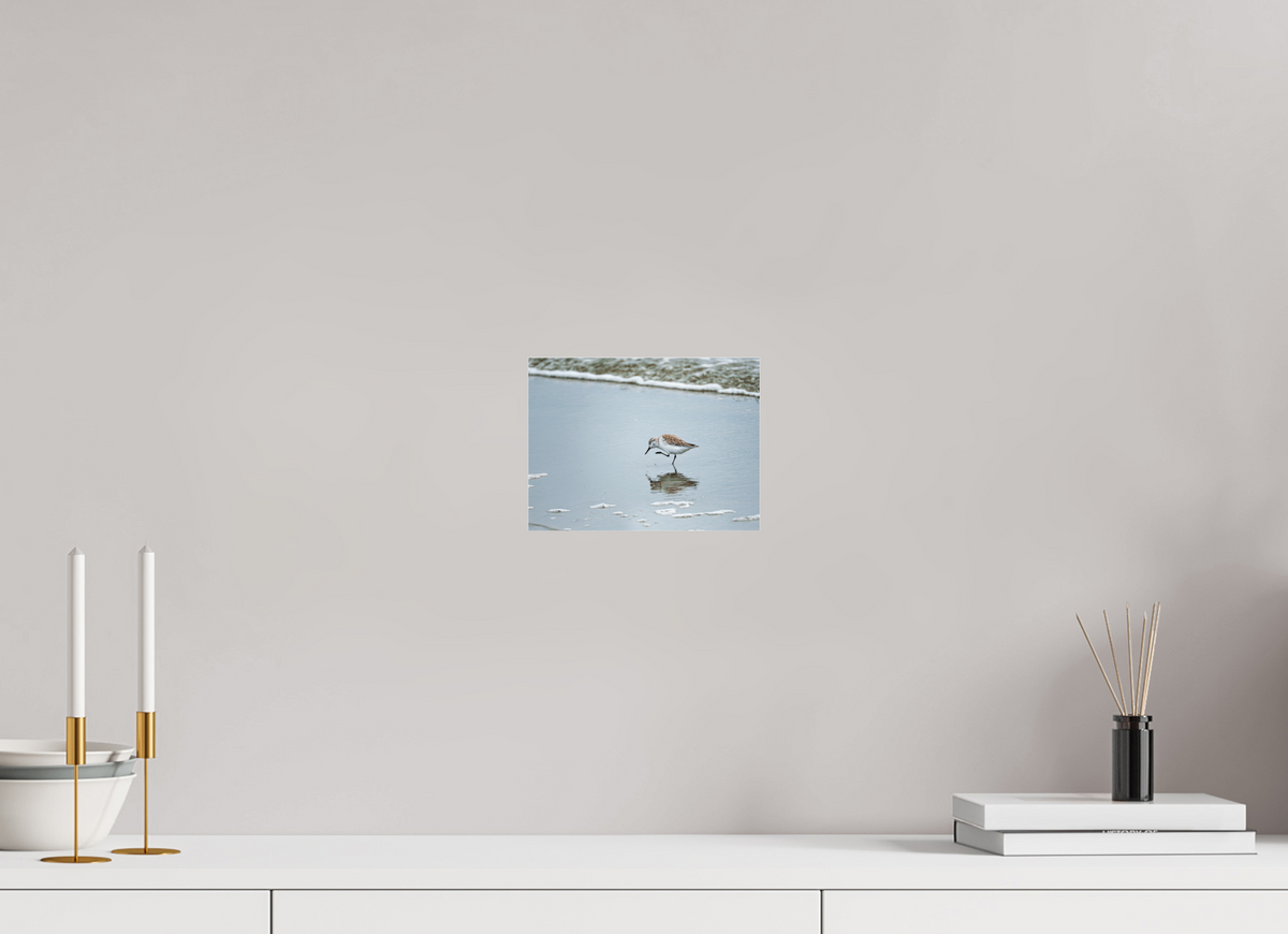 8 x 6″, Acrylic under Glass (Unframed) A Sanderling Scratch
