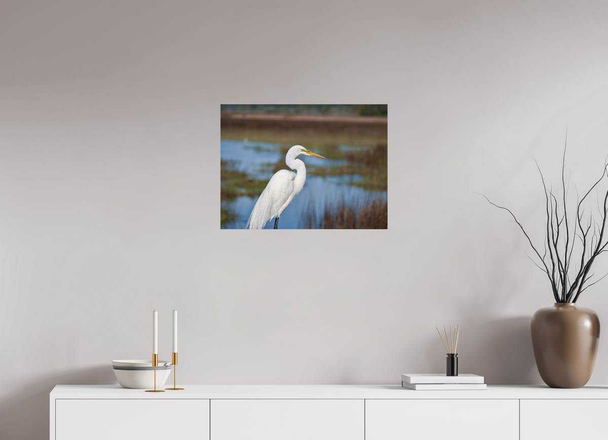 24 x 18″, Glossy Print (Unframed) A Great Egret