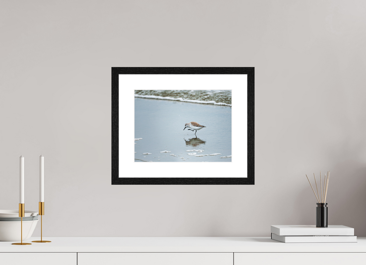 12 x 9″, Glossy Print (Framed) A Sanderling Scratch