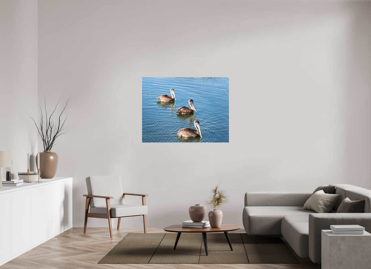 48 x 36″, Canvas Print Triple Brown Pelican