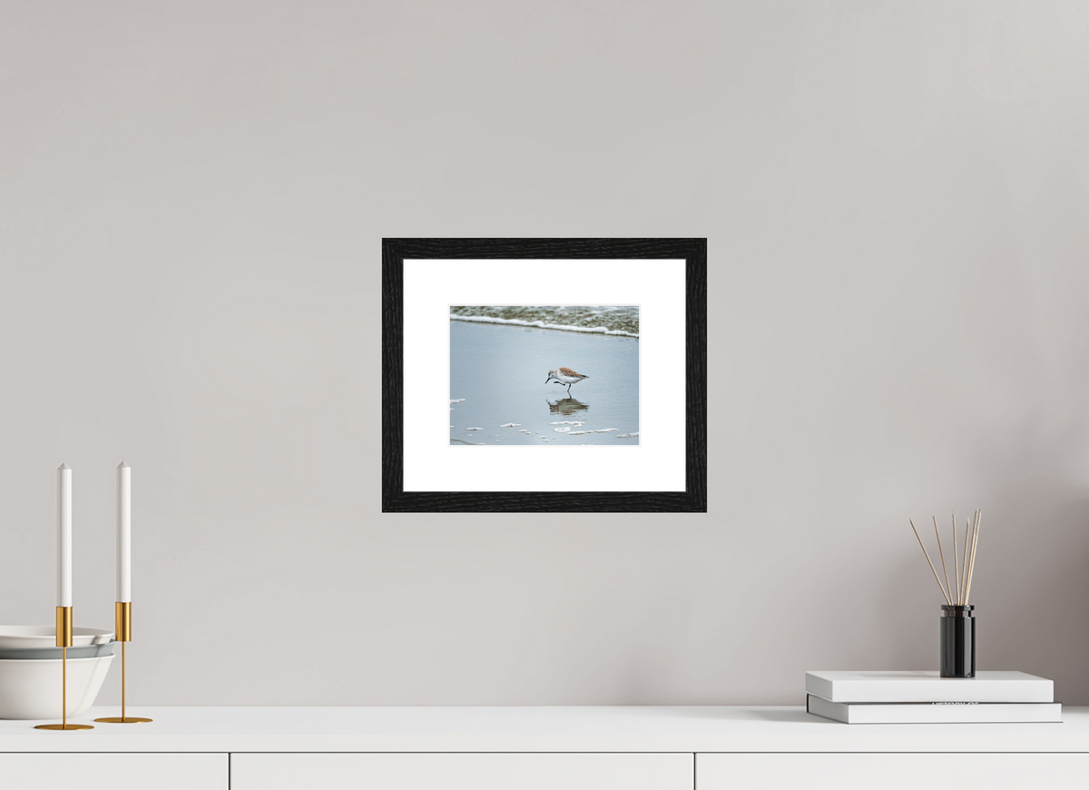 8 x 6″, Glossy Print (Framed) A Sanderling Scratch