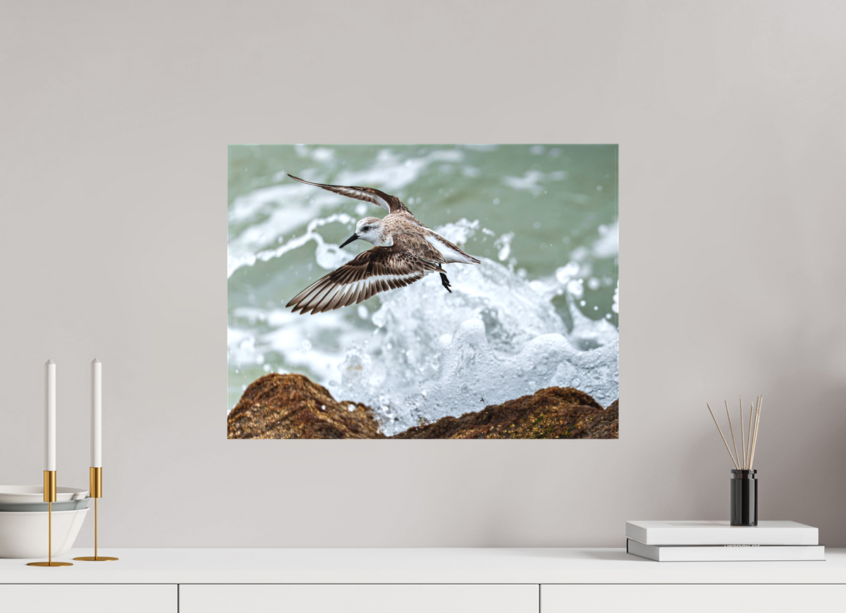 20 x 15″, Canvas Print A Sanderling and the Ocean
